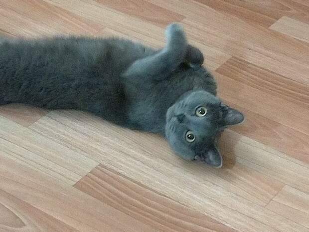1. Кот, которого неожиданно все полюбили добро, доброта, животные, люди, милота