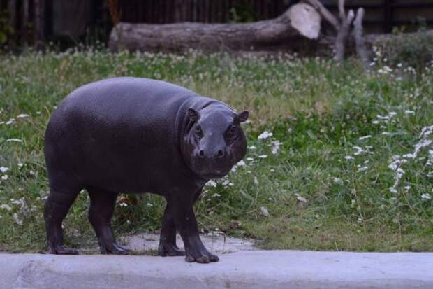 В Московский зоопарк из Швеции привезли карликового бегемота