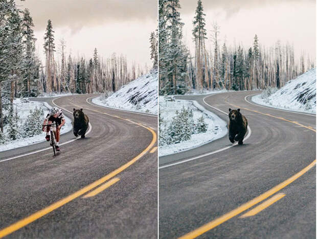 Фотография медведя, преследующего велосипедиста – это также фотомонтаж. Исходный снимок был сделан в Национальном парке Йеллоустон.