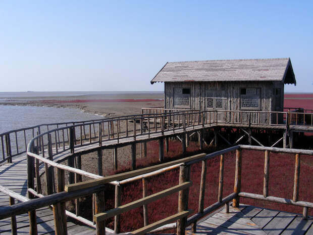 Красный пляж в Китае Красный пляж в Китае