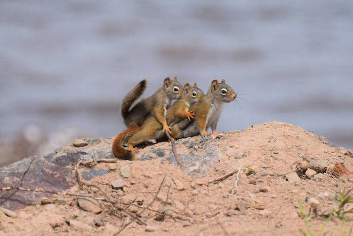 Самые смешные фотографит животных, присланные на конкурс Comedy Wildlife Photography Awards — 2016