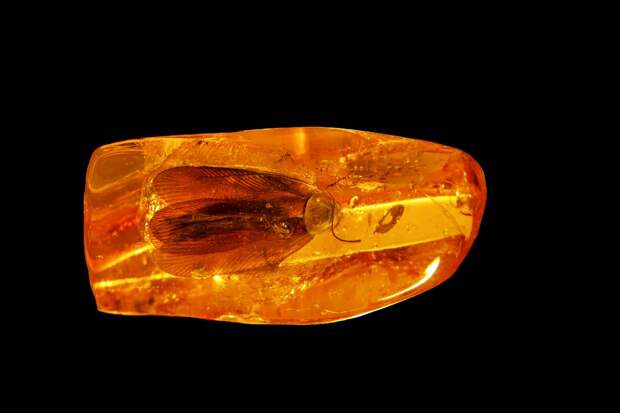 В янтаре из Калининграда обнаружили ископаемого таракана возрастом 40 млн лет