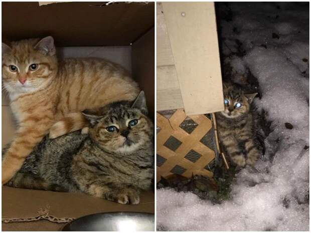 Хромые котята прятались от холода на крыльце женщины Хромые котята прятались от холода на крыльце женщины история история спасения, коты, котята, кошки, помощь животным, спасение животных