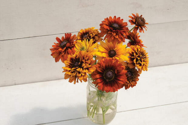 Рудбекия "Закат Чероки" (Rudbeckia "Cherokee Sunset")