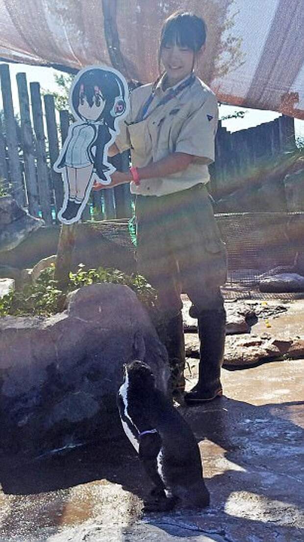 An elderly penguin has been left heartbroken after a cardboard cutout of a cartoon character it had fallen it love with has been put away to safeguard it from a typhoon