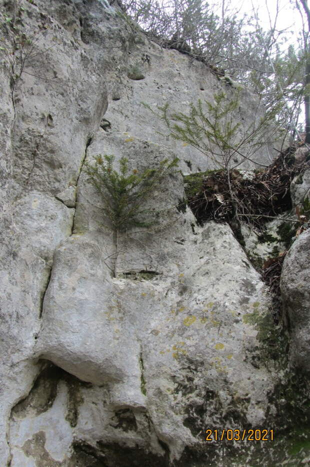 Краснокнижное дерево - тис. Рвется на вершину, цепляясь в пористую структуру скал