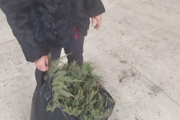 В Черноморском районе полиция нашла похитительницу кустов можжевельника