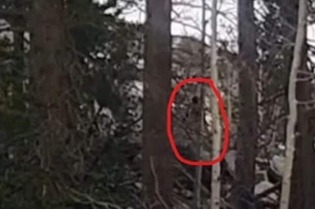 Профессор Журавлёв объяснил, реально ли встретить снежного человека