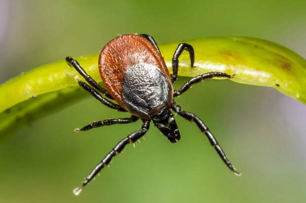 Врач Демьяновская сказала, куда чаще всего кусают клещи