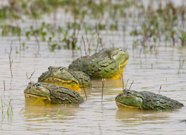 В Африке даже лягушки похожи на крокодилов.