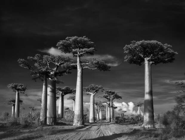 Avenue of the Baobabs