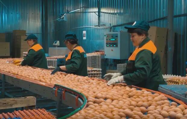 В Подмосковье построят одну из крупнейших птицефабрик России