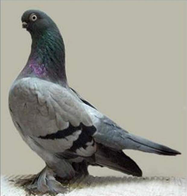 Виды голубей: фото и названия