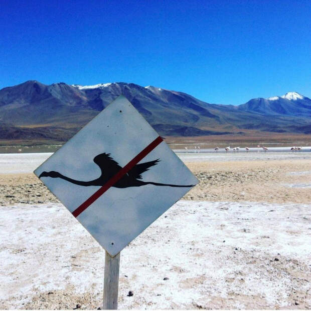 Дорожный знак с птичкой. | Фото: Nastroy.net.