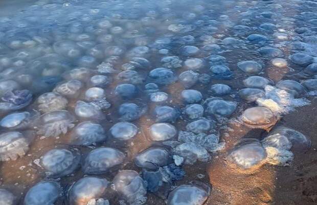 Море яда: российских туристов ждет нашествие медуз