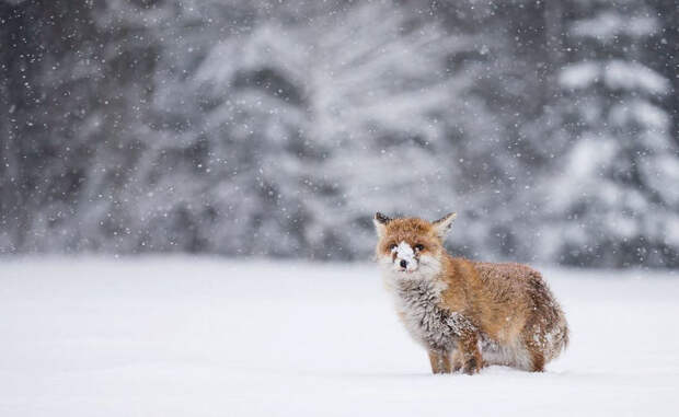 Winter Fox Photography