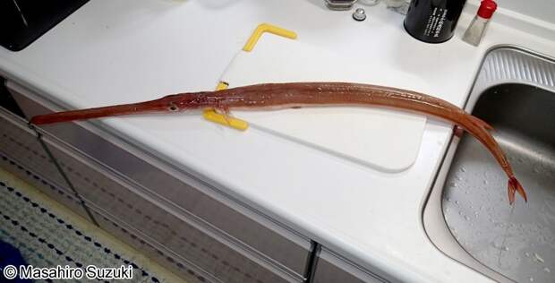 Девушка с гладкой свистулькой Девушка с гладкой свистулькой рыба, свистульки