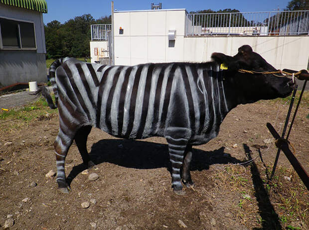 Ученые перекрасили коров в зебр и получили неожиданный эффект.