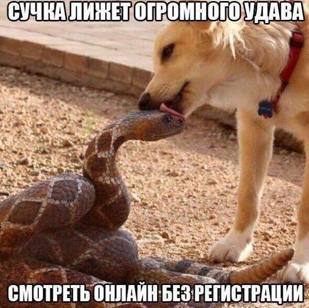 ПРИКОЛЬНЫЕ КАРТИНКИ # 51