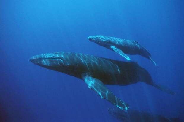 Кит — это рыба или млекопитающее? Интересные факты о китах