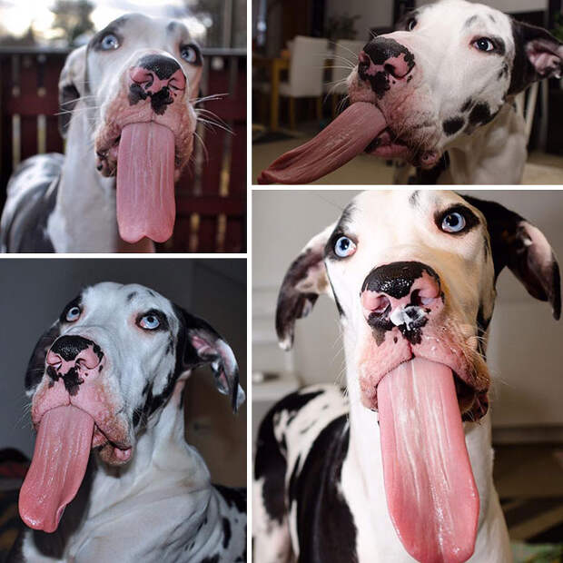 собака с высунутым языком