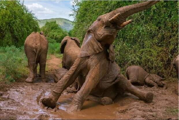 Слоны часто принимают грязевые ванны, чтобы остыть и избавиться от  паразитов. /Фото: Michael Nichos, nationalgeographic.com