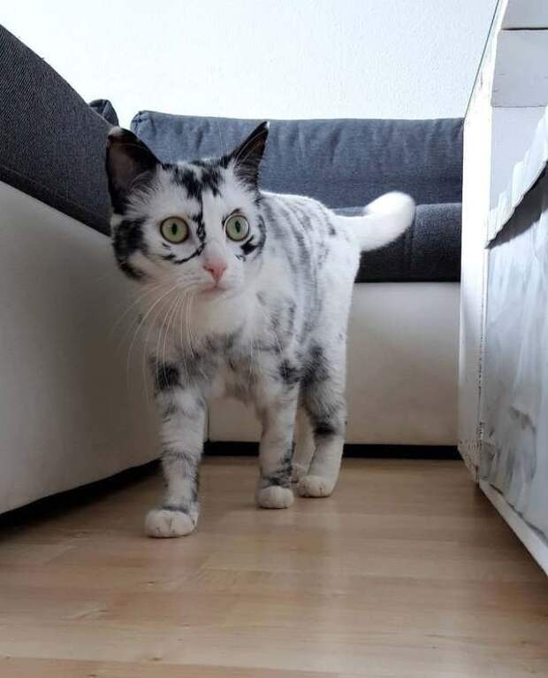 картинки