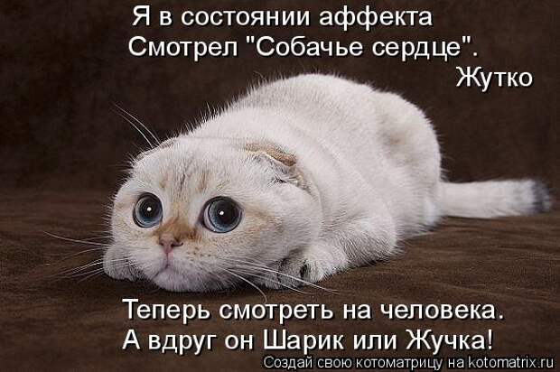 Котоматрица: Я в состоянии аффекта Смотрел "Собачье сердце". Жутко Теперь смотреть на человека. А вдруг он Шарик или Жучка!