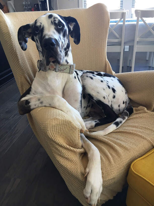 собака сидит на кресле