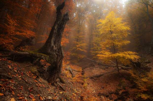 Таинственный лес.  Андрей Уляшев (Mercand)