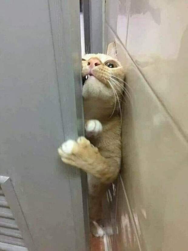 Коты тоже попадают в странные ситуации