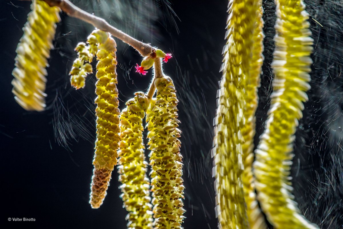 of-pollen-are-released-from-these-hazel-tree-flowers