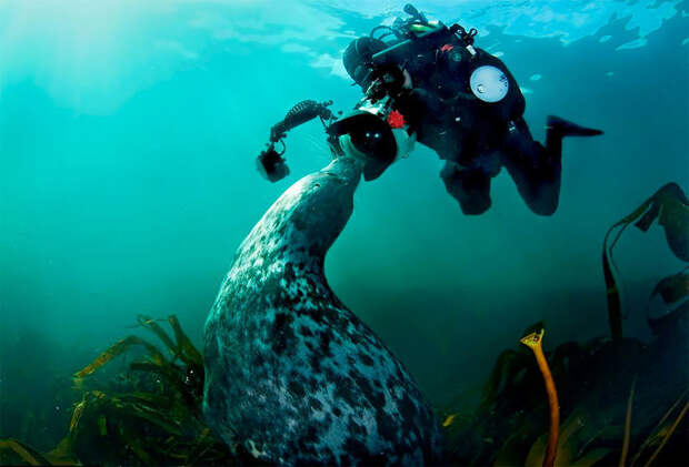 Невероятные снимки морских котиков, пытавшихся покусать дайвера, который их снимал