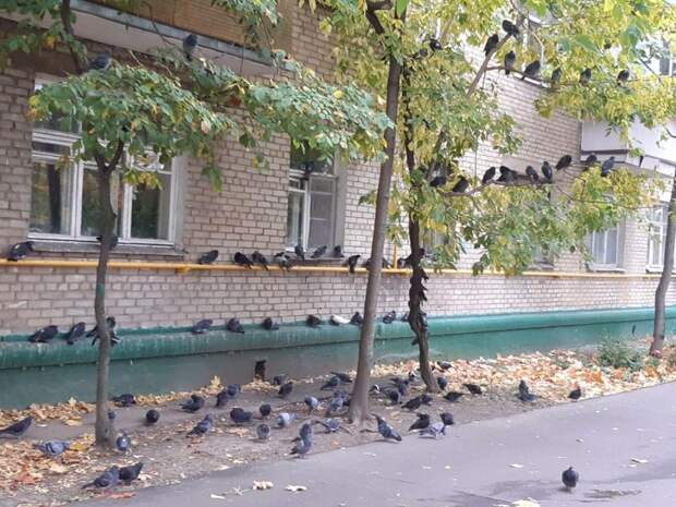 Фото дня: голубиный митинг на Дмитровке