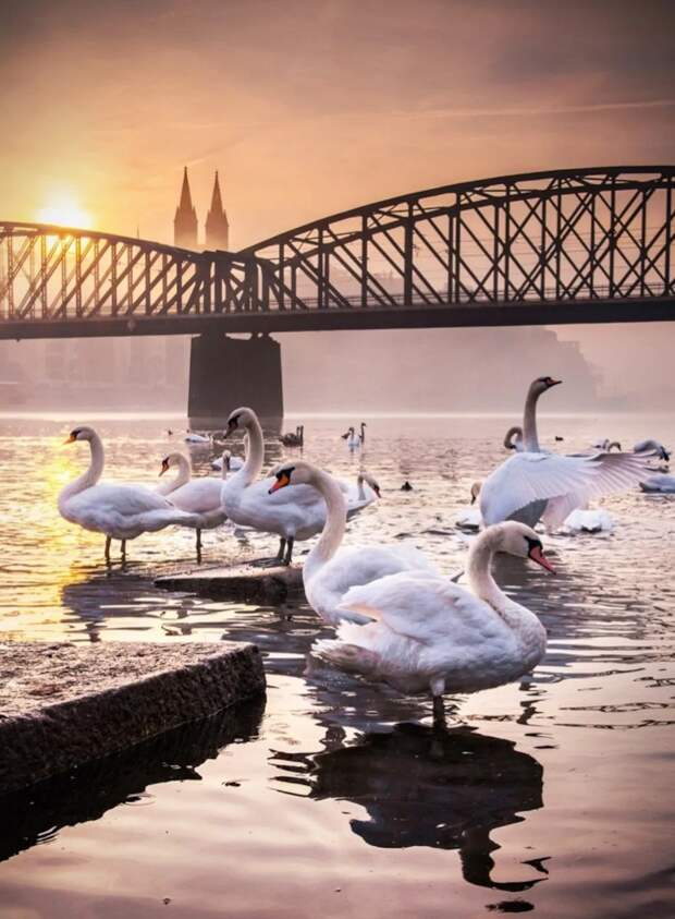 kartinok-prikolnyh-podborka-kartinki-smeshnye-kartinki-fotoprikoly