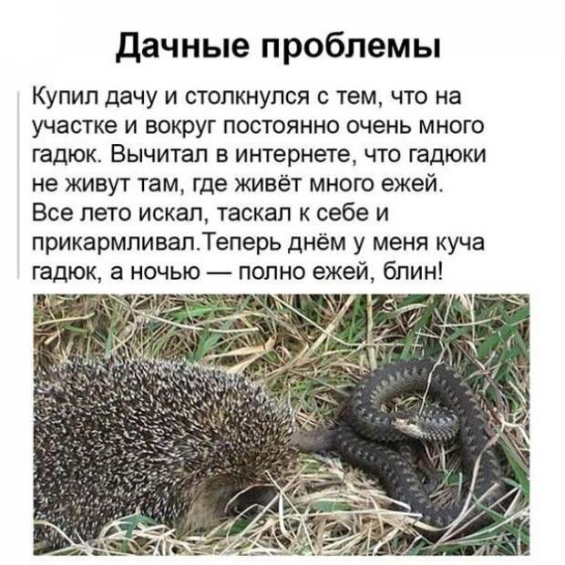 Прикольные и смешные картинки