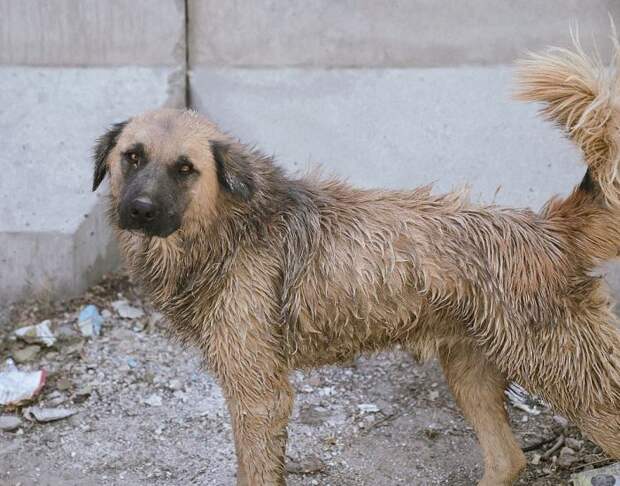Собаки-наркоманы в Кабуле