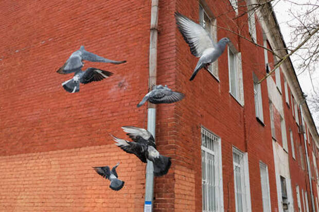 Штрафы за «добрые» поступки: чем грозит кормление голубей у дома