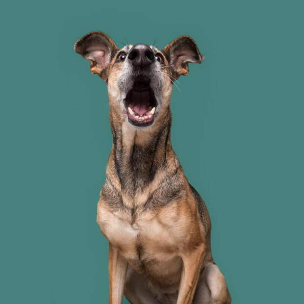 Такие разные характеры собак: фотопроект Elke Vogelsang Такие разные характеры собак: фотопроект Elke Vogelsang