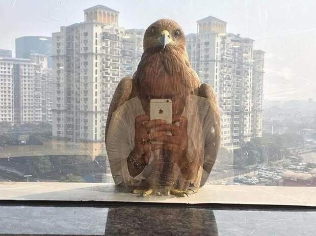 фото в нужный момент, фотографии сделанные в нужный момент, смешные фотографии в нужный момент