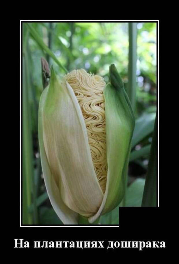 demotivatory-demotivator-smeshnye-demotivatory-demotivator-so-smyslom