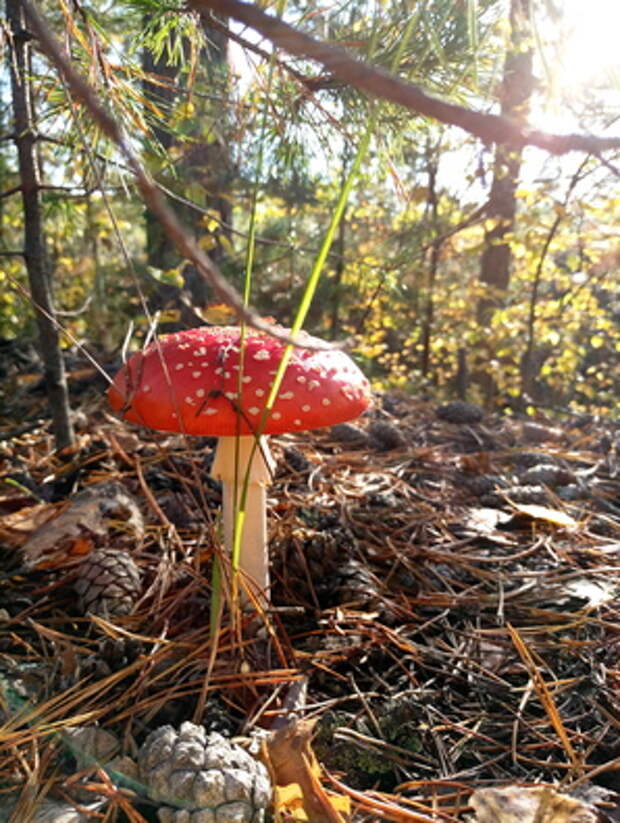 Фото на камеру Meizu MX6