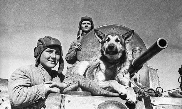Предположительная фотография Джульбарса