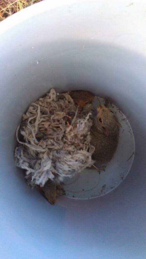squirrel5