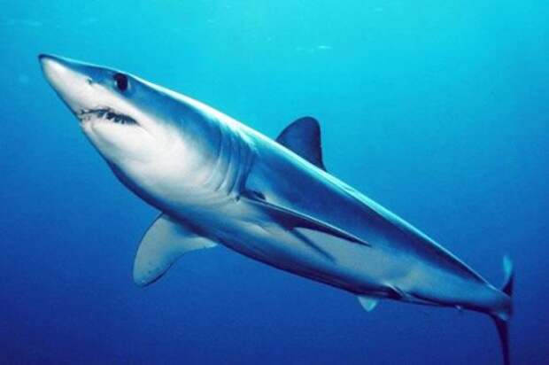 Какие виды акул самые опасные для человека — список, фото и описание