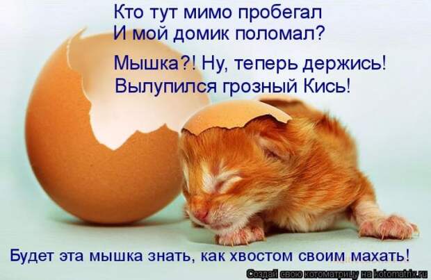 Лучшие котоматрицы недели (50 фото)