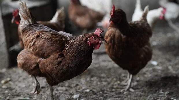 Особый праздник 15 января — Сильвестров день: история, традиции, приметы