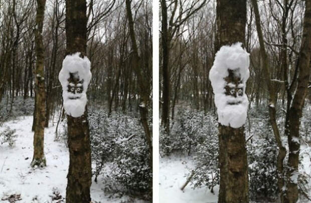Снежное лицо на дереве. зима, снег, снеговик