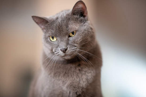 Russian blue cat