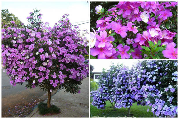 Тибухина (Tibouchina mutabilis) деревья, красота, кустарники, природа, цветы